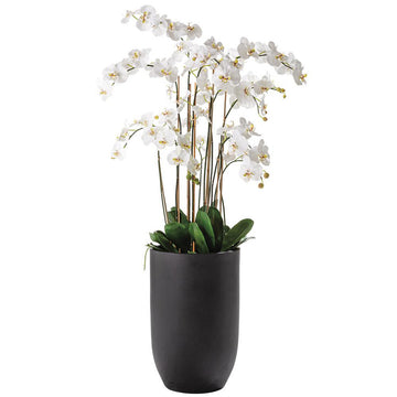 Arreglo De Orquidea Phalaenopsis De 7 Tallos Blanca En Maceta - 100Cms