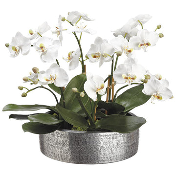 Arreglo De Orquidea Phalaenopsis Blanca
